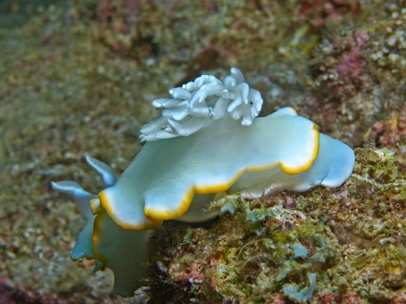 Nudibranch, Manila Channel